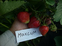 DSCN4441.JPG