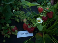 DSCN4462.JPG