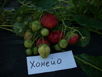DSCN4435.JPG