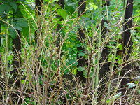 copDSC02935.jpg