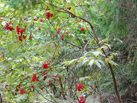 copDSC03092.jpg