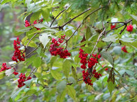 copDSC03093.jpg