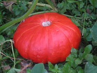 IMG_3373.JPG