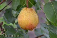 krasnobokaj_1.jpg