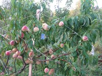 IMG_0132.JPG