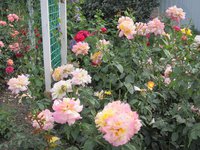 IMG_2019.JPG
