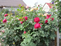 IMG_2033.JPG