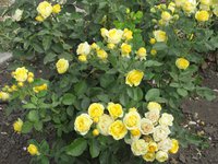 IMG_2031.JPG