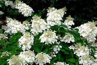 hydrangeadollybloei2.jpg