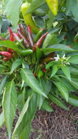 IMG_20150911_154218.jpg