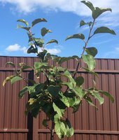 IMG_2740.jpeg