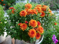 DSCN9616.JPG