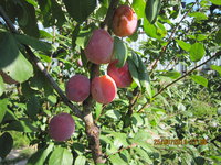 IMG_9009.JPG