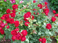 IMG_8517.JPG