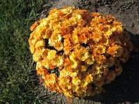 IMG_2063.JPG