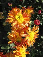 IMG_2073.JPG