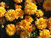 IMG_2079.JPG