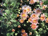 IMG_2080.JPG