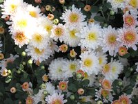 IMG_2081.JPG