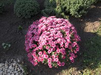 IMG_2039.JPG