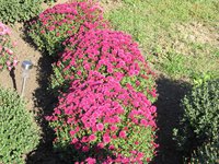 IMG_2041.JPG