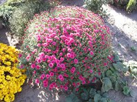 IMG_2071.JPG