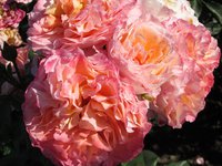 IMG_2076.JPG