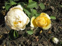 IMG_2078.JPG