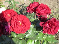 IMG_2083.JPG