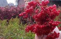 20150927_171144 -куст.jpg