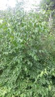 20150730_155421.jpg