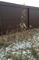 IMG_0016.JPG