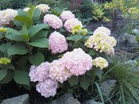 IMG1569-01.jpg