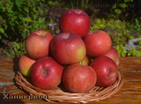 Honeycrisp.jpg