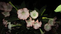 IMG_5349.JPG