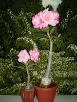 P1010063.JPG