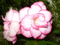 P1010065.JPG