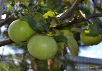 Калужанка начало сентября