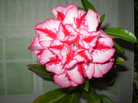 P1010077.JPG