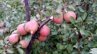 IMG_20150929_083556.jpg