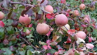 IMG_20150929_083703.jpg