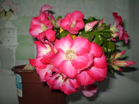 P1010086.JPG