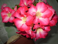 P1010092.JPG
