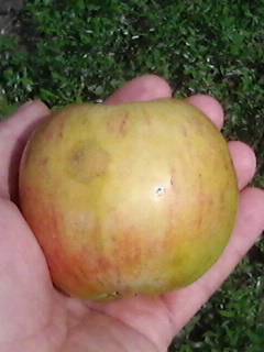 IMG0348A.jpg