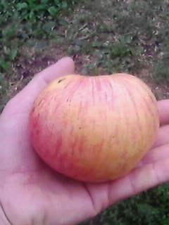 IMG0356A.jpg
