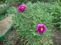 DSC02711.JPG