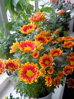 IMG_20151109_113254.jpg