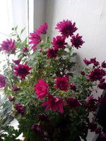 IMG_20151109_113342.jpg