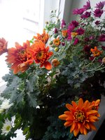 IMG_20151109_113358.jpg