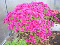 DSCN9698.JPG